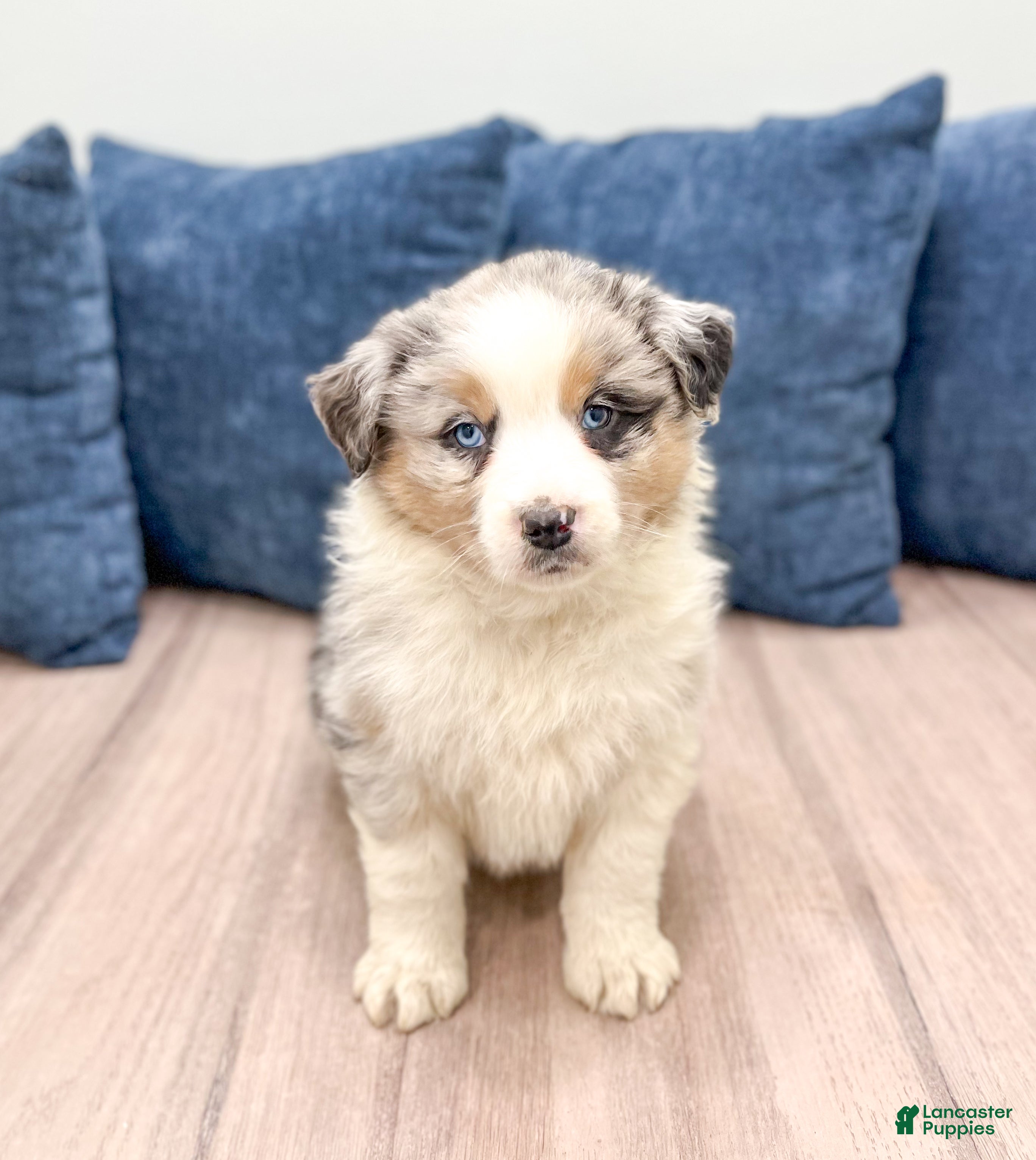 Australian Shepherd dogs Lady - Ad 38