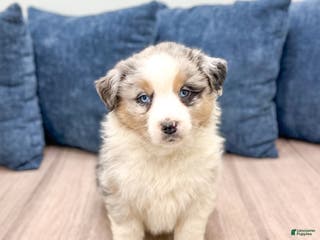 Australian Shepherd dogs Lady - Ad 32