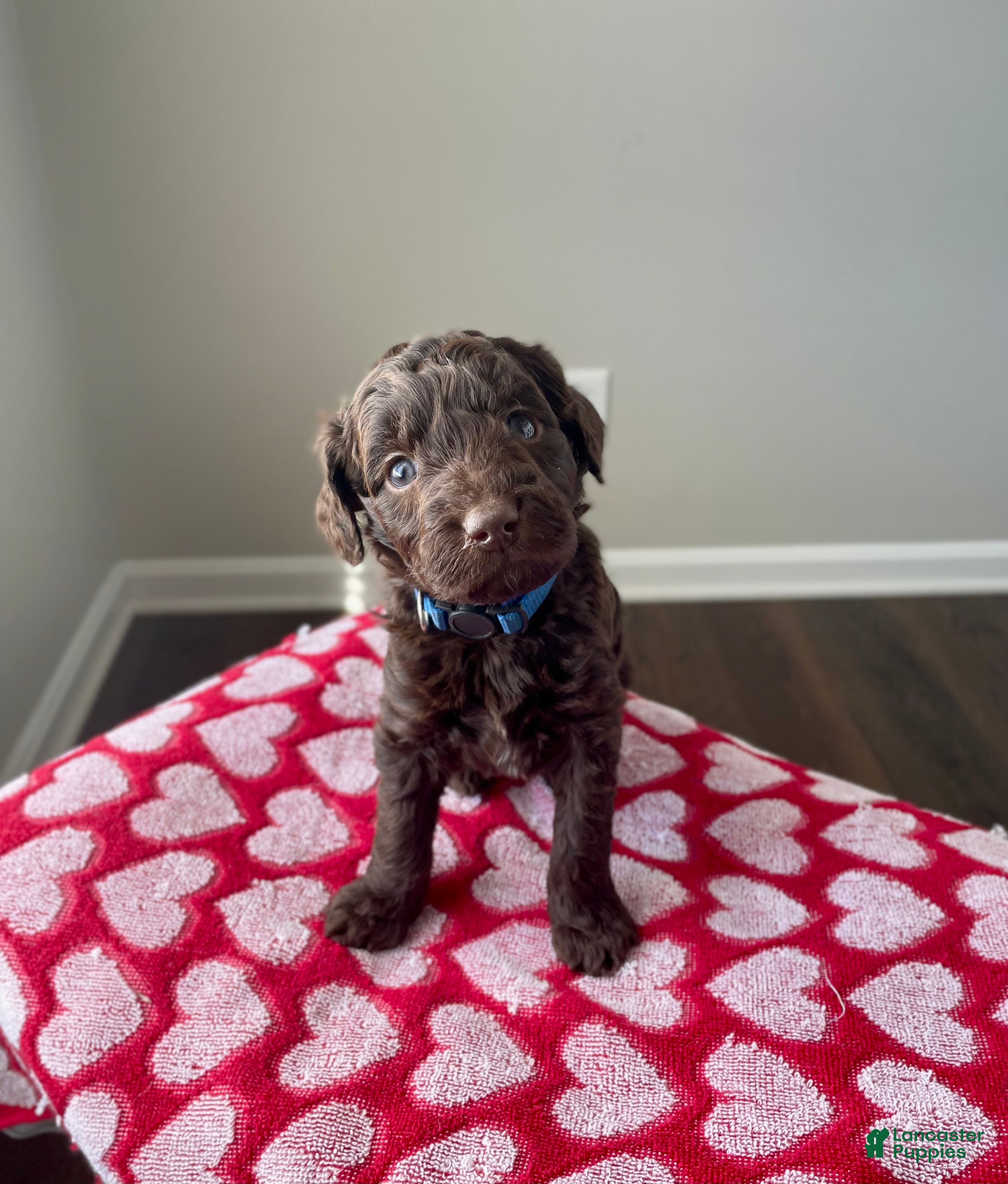 Goldendoodle dogs Mr blue - Ad 22