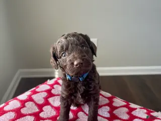 Goldendoodle dogs Mr blue - Ad 22