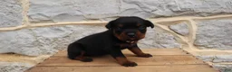 Rottweiler dogs for sale: Bell - Ad 4