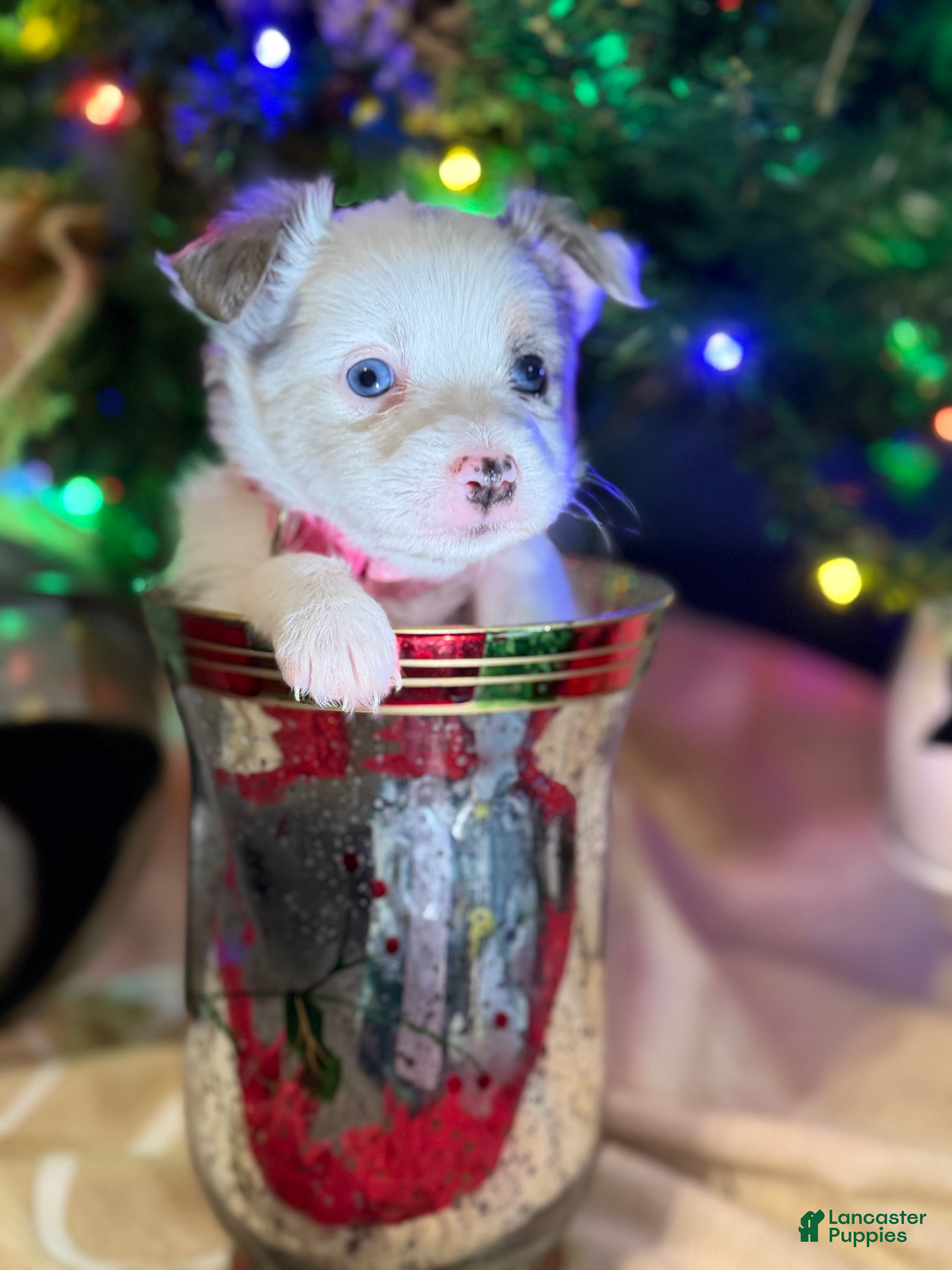 Miniature Australian Shepherd dogs PINK - Ad 36