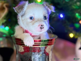 Miniature Australian Shepherd dogs Miniature Australian Shepherd Puppy PINK - Ad 10