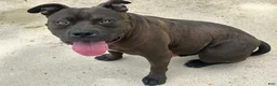 American Bully dogs for sale: American Bully Puppy 1 - Ad 2