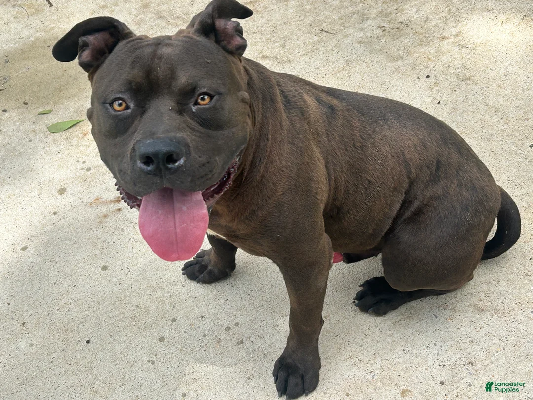American Bully dogs for sale: American Bully Puppy 1 - Ad 2