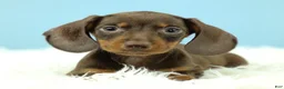 Miniature Dachshund dogs for sale: Rockett 🚀 - Ad 3