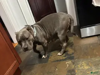 American Bully dogs American Bully Puppy 3 - Ad 36