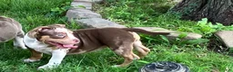 American Bully dogs for sale: American Bully Puppy 8 - Ad 4