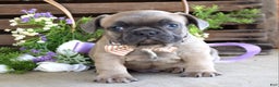 French Bulldog dogs for sale: Max - Ad 6