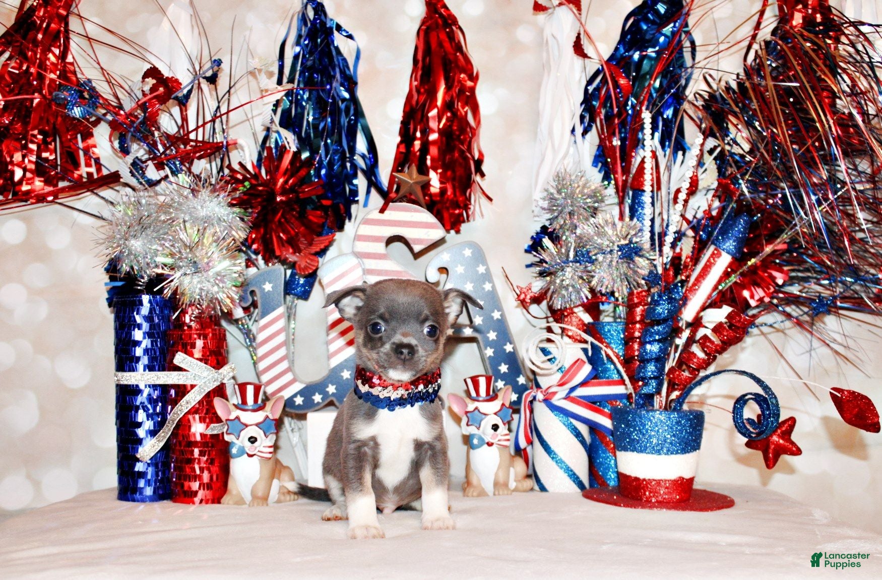 Chihuahua dogs Eastwood - Ad 2
