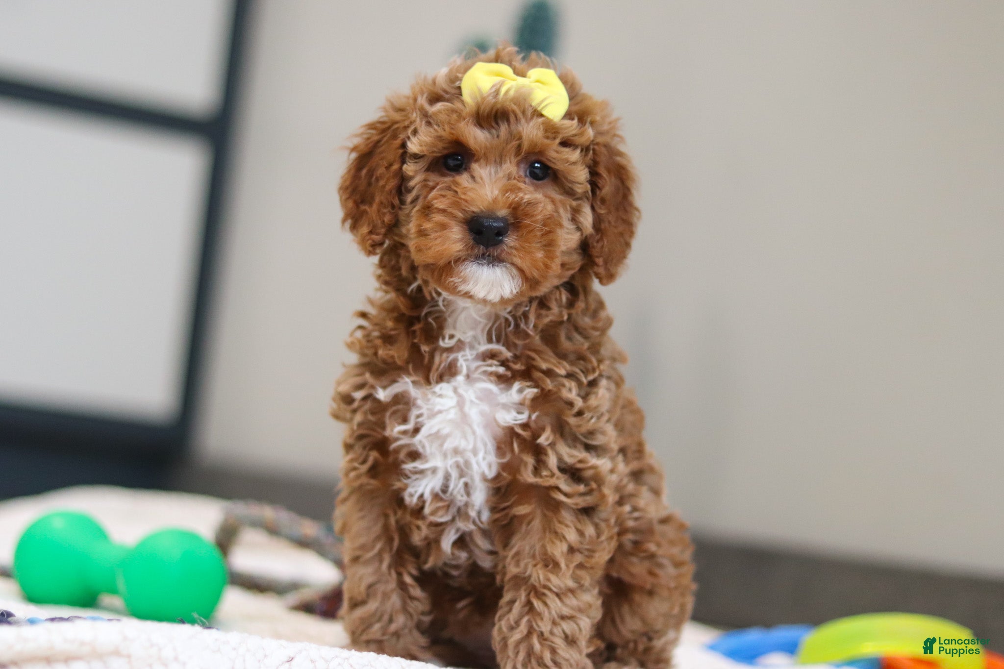 Mini Goldendoodle dogs Nellie - Ad 1