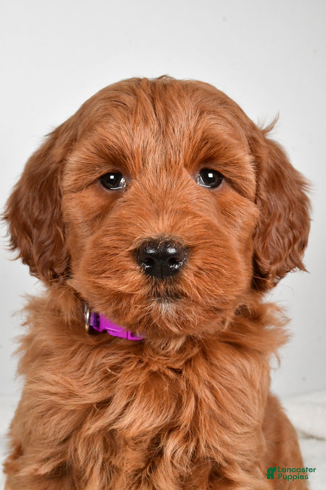 Goldendoodle dogs for sale: Patty-medium size  - Ad 7