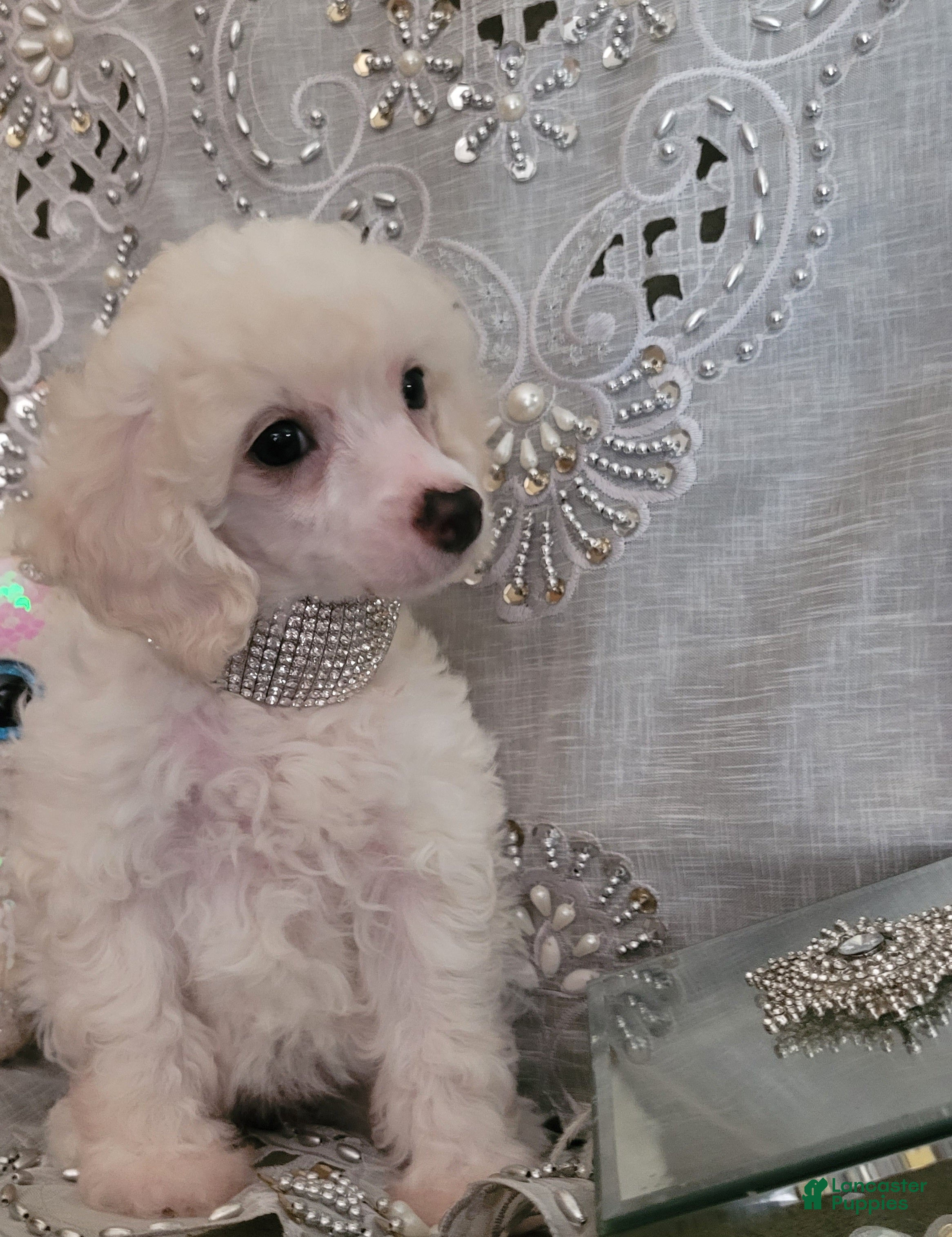 Miniature Poodle dogs Sugar - Ad 29