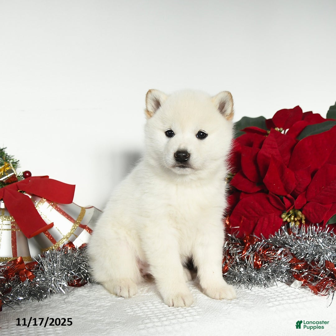 Shiba Inu dogs for sale: Roxy - Ad 1
