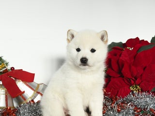 Shiba Inu dogs Roxy - Ad 32