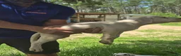 Dogo Argentino dogs for sale: Dogo Argentino Puppy 1 - Ad 31