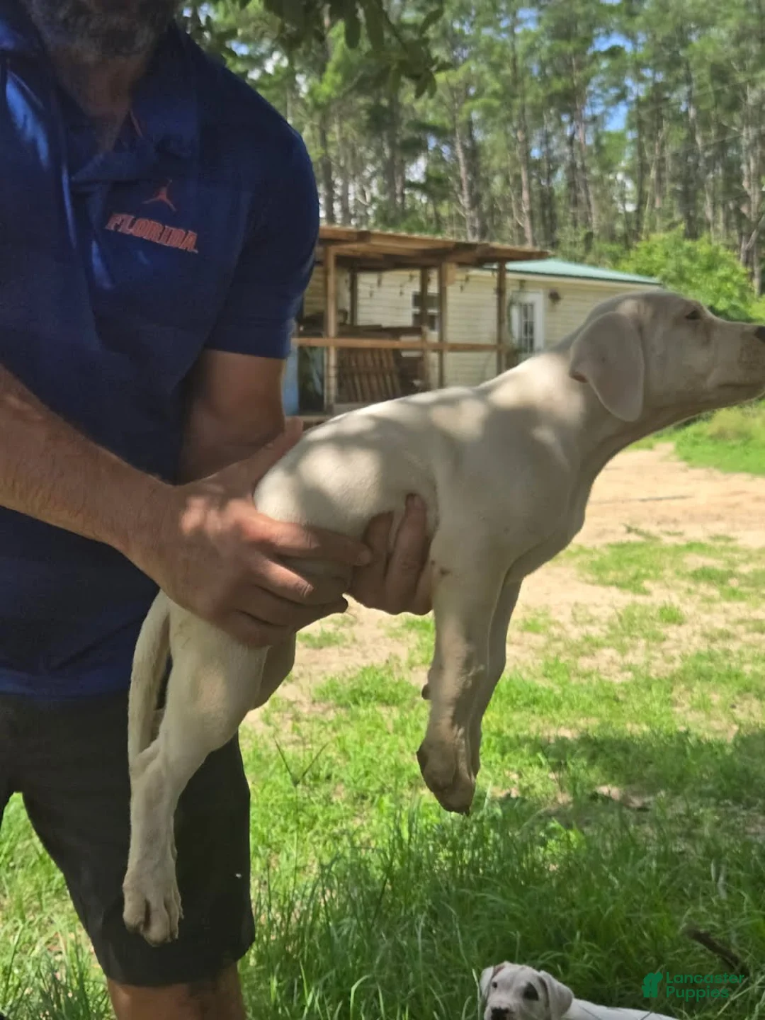 Dogo Argentino dogs for sale: Dogo Argentino Dogosaurus - Ad 31