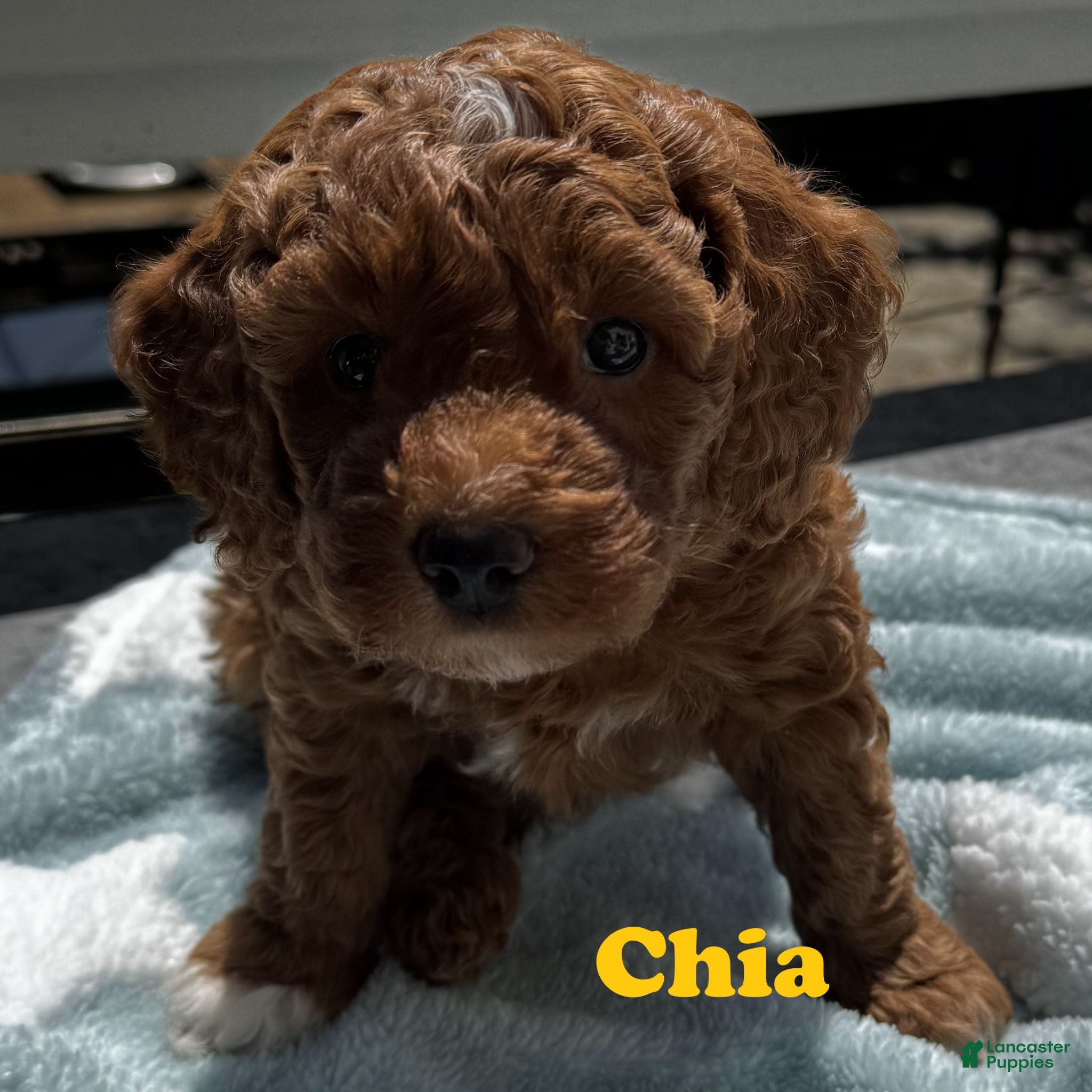 Mini Goldendoodle dogs Chia - Ad 2