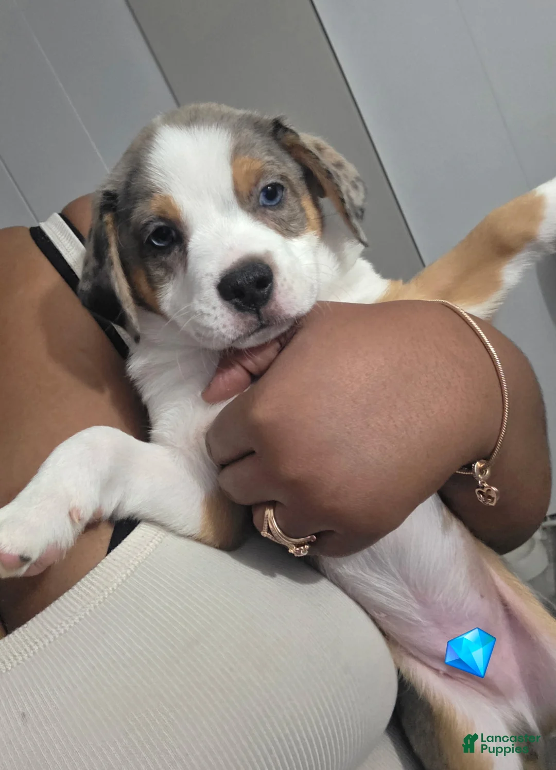 Mixed Breed dogs for sale: Saint - Ad 1