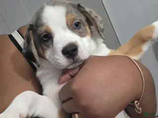 Mixed Breed dogs Saint - Ad 7