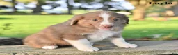 Australian Shepherd dogs for sale: Layla - Ad 3