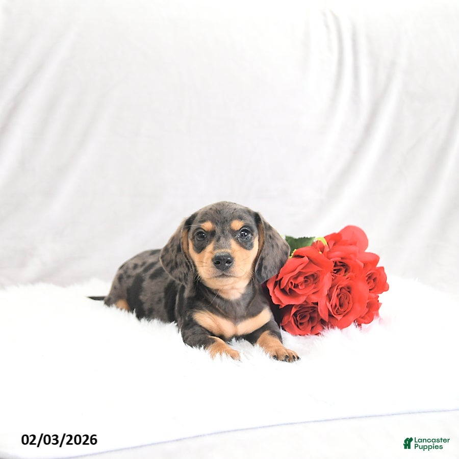 Miniature Dachshund dogs Pilot - Ad 18