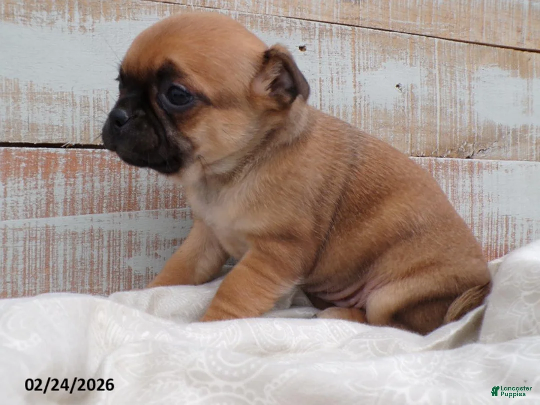 Mixed Breed dogs for sale: Tulip - Ad 2