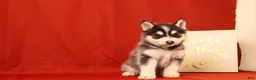 Pomsky dogs for sale: Zachariah - Ad 1