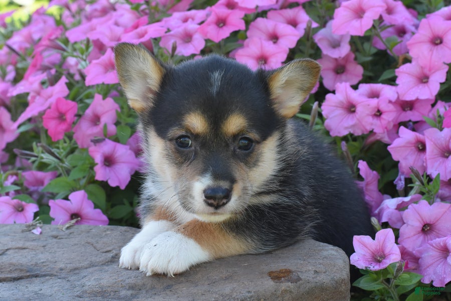 Welsh Corgi Pembroke dogs for sale: Chloe - Ad 2