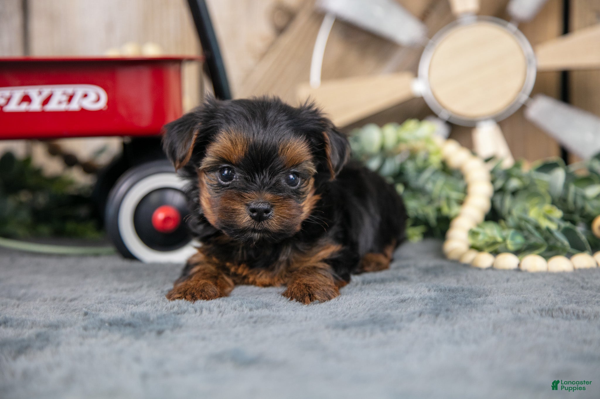 Yorkshire Terrier dogs Harper - Ad 2
