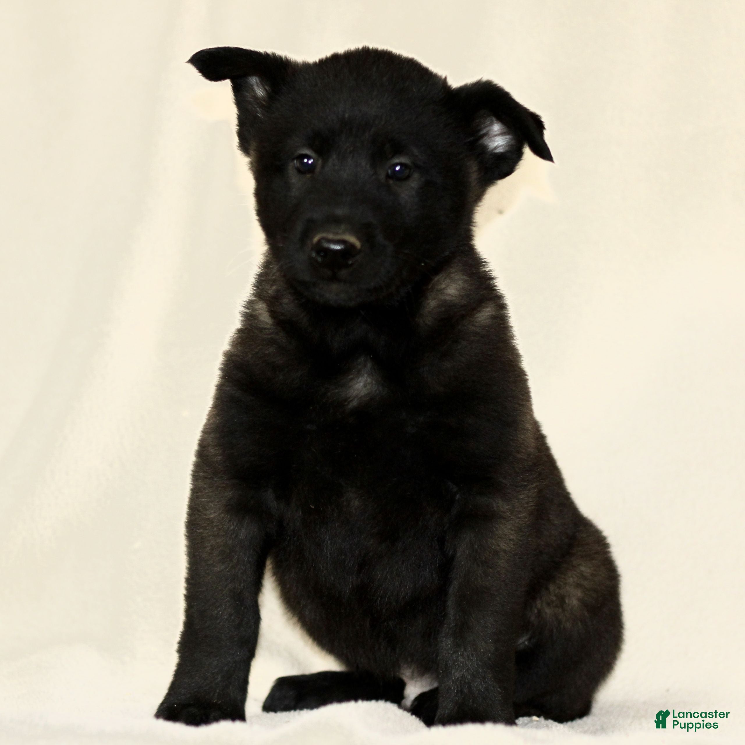 Belgian Malinois dogs Corbin  - Ad 28