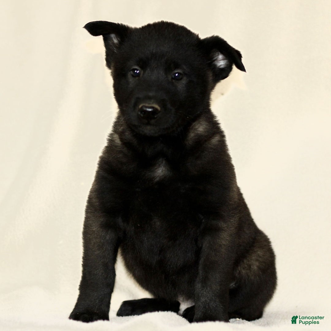 Belgian Malinois dogs for sale: Corbin  - Ad 1