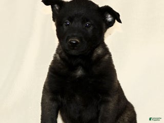 Belgian Malinois dogs Corbin - Ad 36