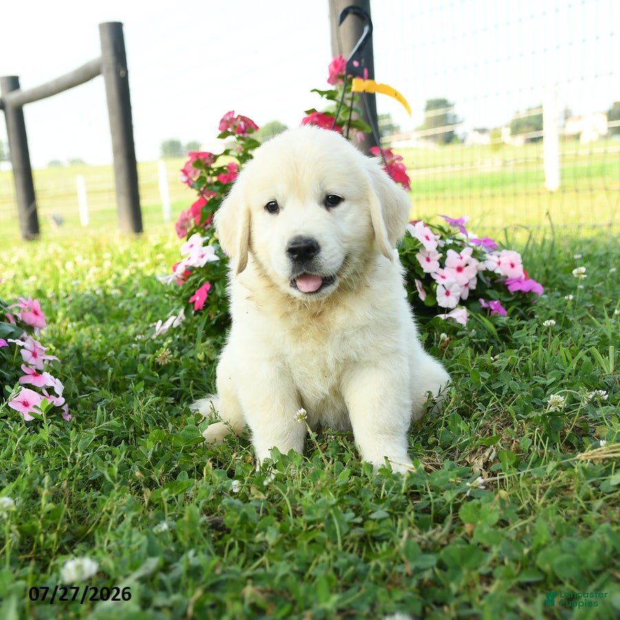 Golden Retriever dogs for sale: Winston - Ad 4