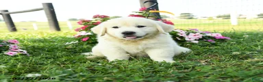 Winston