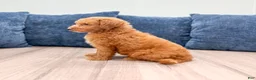 Miniature Labradoodle dogs for sale: Oscar - Ad 5