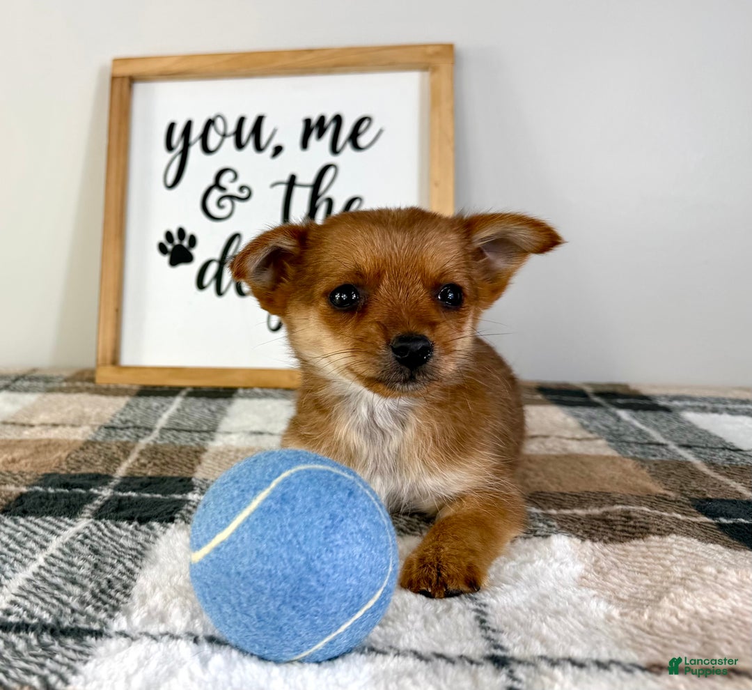 Mixed Breed dogs for sale: Poppy - Ad 5