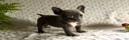 French Bulldog dogs for sale: Blue Jay - Ad 5