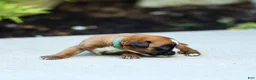 Boxer dogs for sale: Nora Boxer  - Ad 2