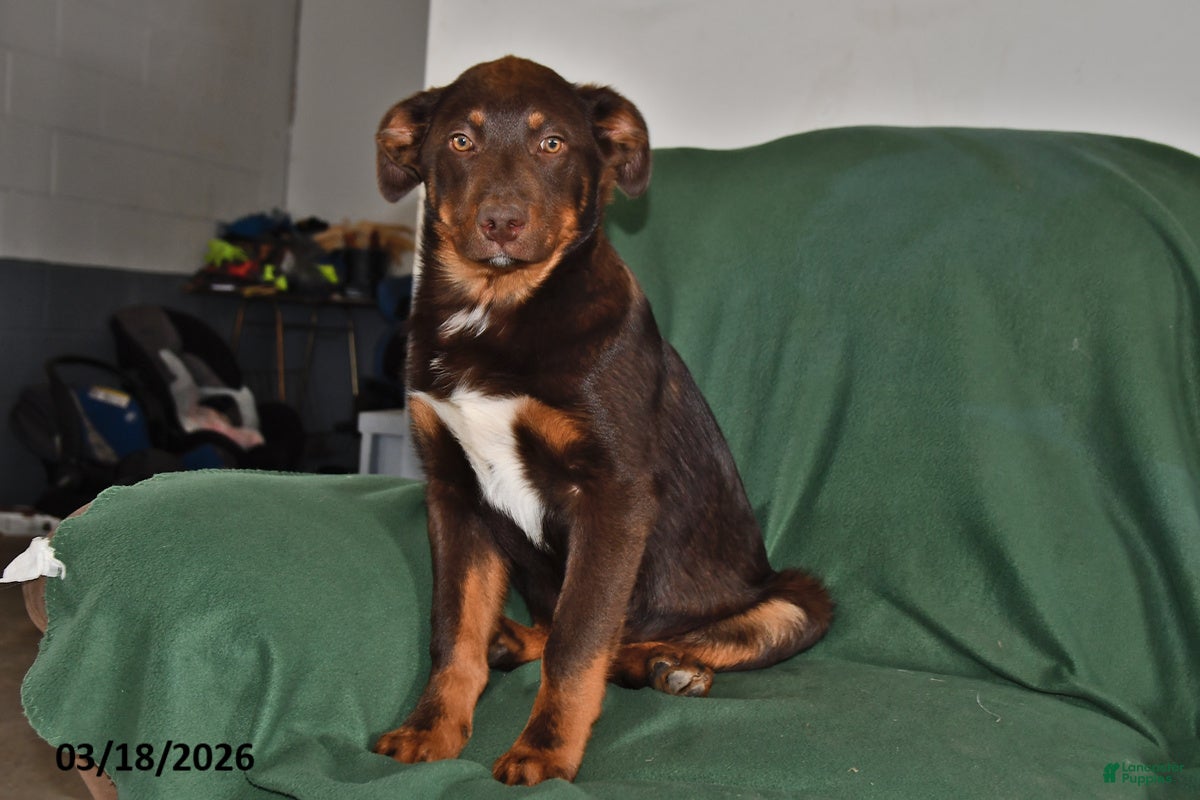 Mixed Breed dogs Benny - Ad 2