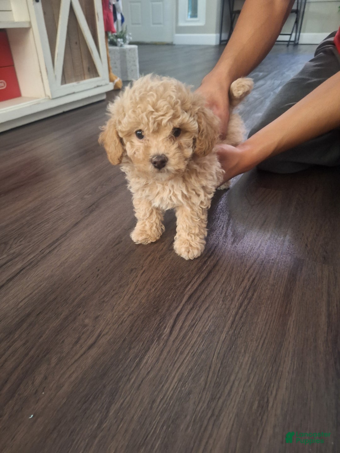 Toy Poodle dogs for sale: El Guero - Ad 6