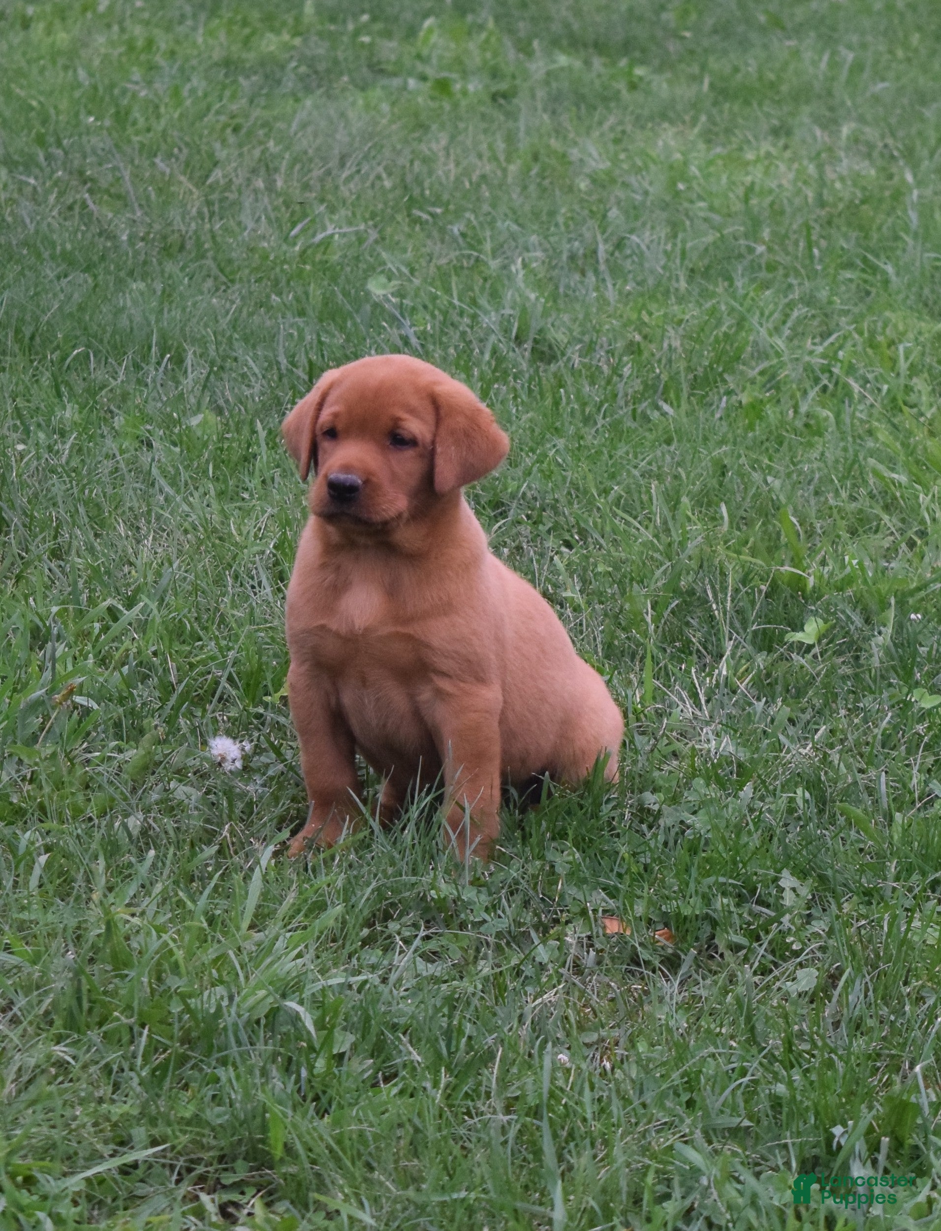 Labrador Retriever dogs for sale: Foxy - Ad 3