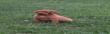 Foxy