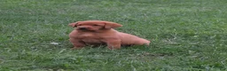 Labrador Retriever dogs for sale: Foxy - Ad 1