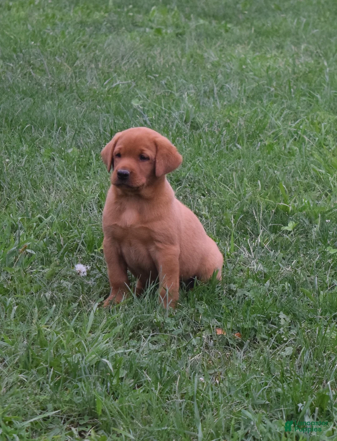Labrador Retriever dogs for sale: Foxy - Ad 1