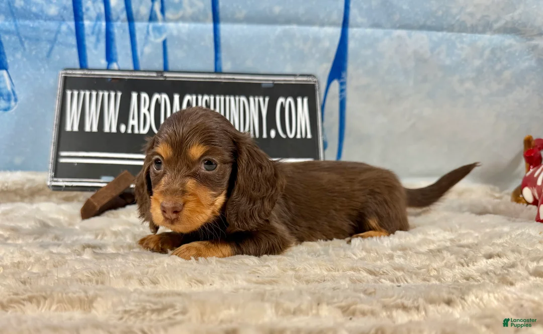 Dachshund dogs for sale: Uno chocolate import - Ad 2