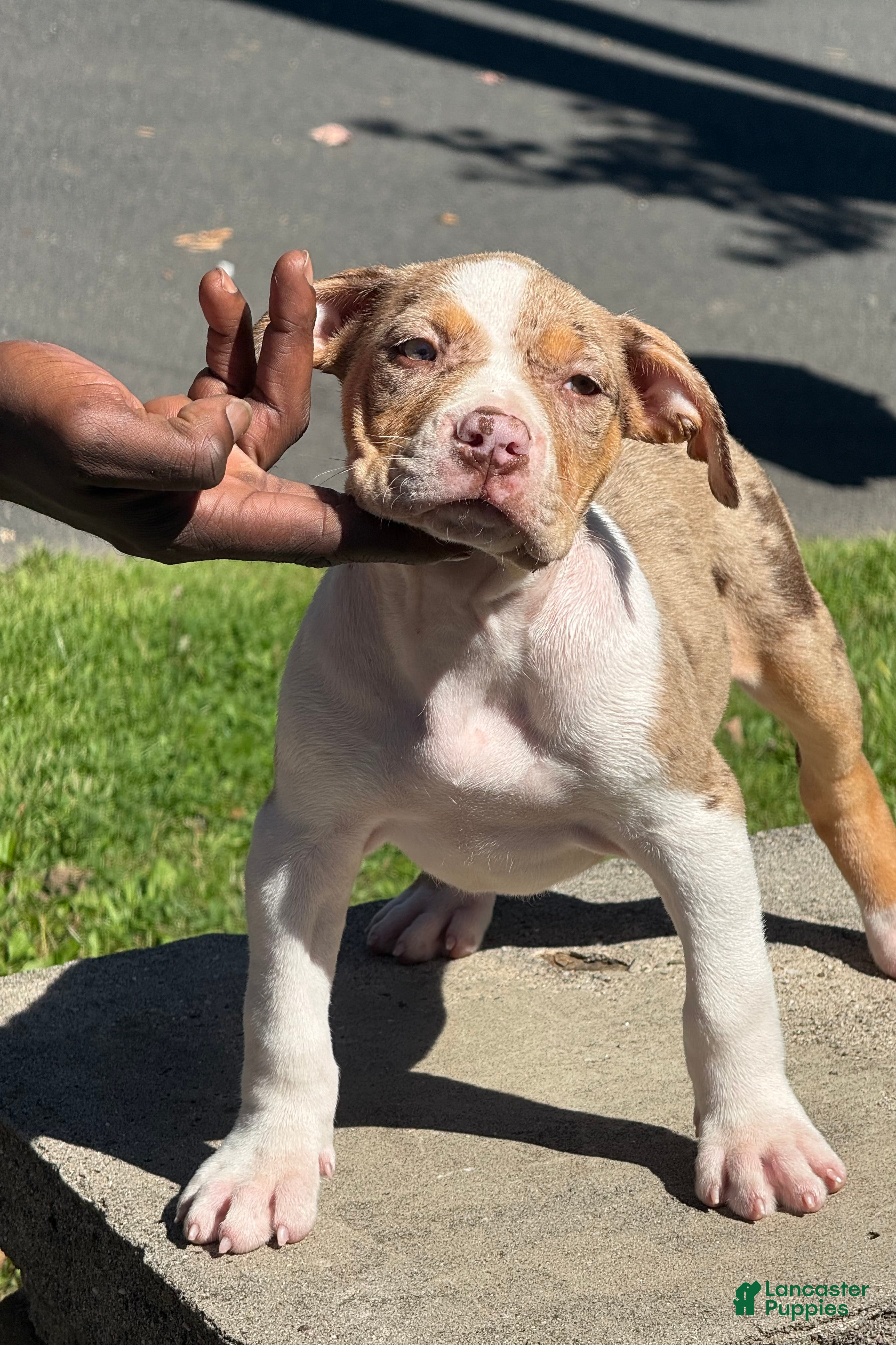 American Bully dogs The Olsen Twins / Ashley  - Ad 2