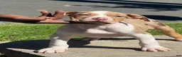 American Bully dogs for sale: The Olsen Twins / Ashley  - Ad 2
