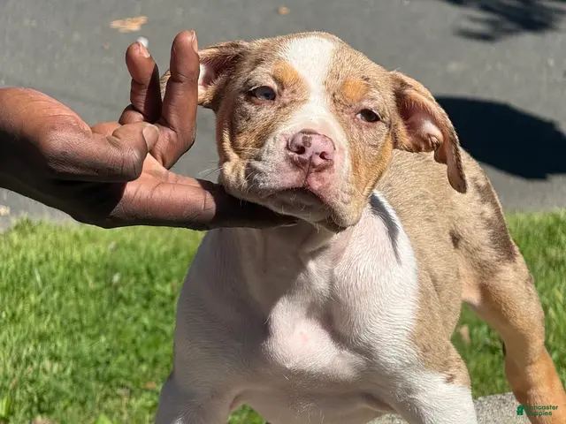 American Bully dogs for sale: The Olsen Twins / Ashley - Ad 2