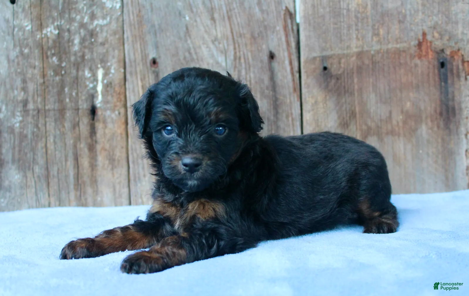 Aussiedoodle dogs Kendall - Ad 1